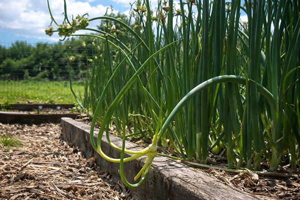 This Egyptian Walking Onion plant is probing for possibilities.