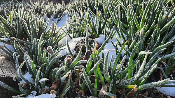 Frosty Egyptian Walking Onion leaves on a morning in March.