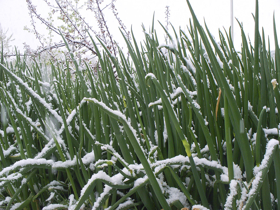 Cold hardy Egyptian Walking Onions in the snow.