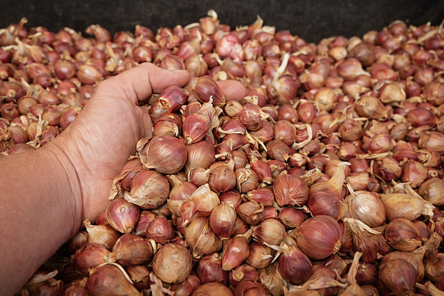 Bulk Egyptian Walking Onion topsets