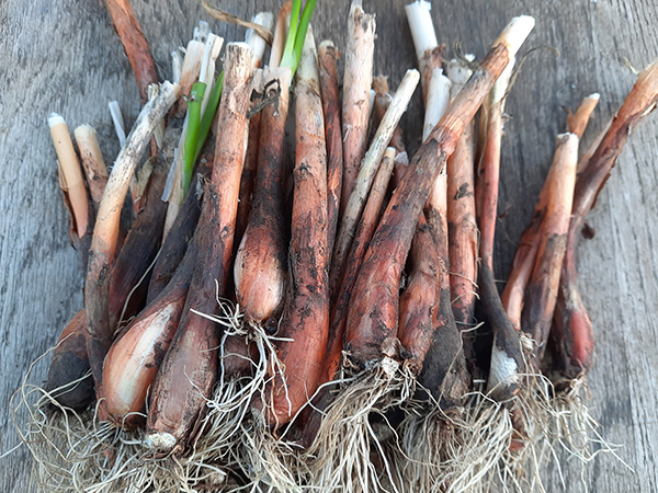 Small red ground bulb divisions of Egyptian Walking Onions
